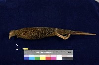 藏品(藍腹鷴)的圖片